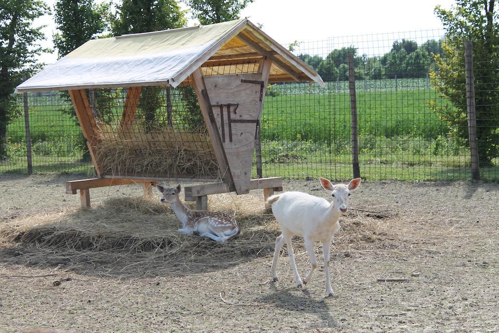 Agriturismo Nonna Rina San Liberale Eksteriør bilde
