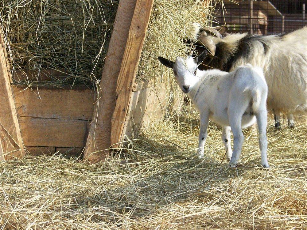 Agriturismo Nonna Rina San Liberale Eksteriør bilde